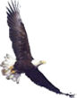 Doyle Elementary School Logo